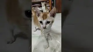 Funny cute cat videos very beautiful and funny and funny