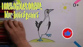 #какнарисовать #ОЛУША Уроки Рисования Для Детей #howtodraw #gannet #drawforchildren