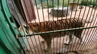 Аврора рада общению. В гостях у Дома тигра.