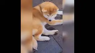Bueno Pardo Bitoku  ♥️ akita pup