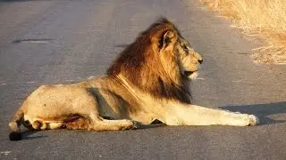 Kruger National Park South Africa - Big Five