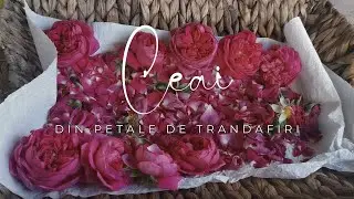 🌹 Infuzie din Petale de Trandafiri de Dulceață🌹