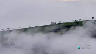 Timelapse no cerrado e tucano em árvore