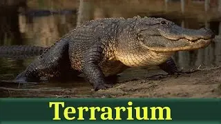 Миссисипский аллигатор (лат. Alligator mississippiensis)