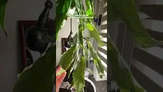 Авокадо засохло, но не погибло💪 #авокадо #хобби #garden #shorts