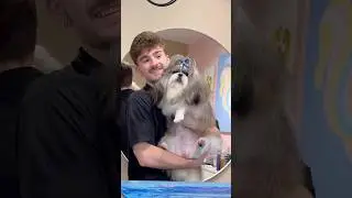 The hairiest shihtzu