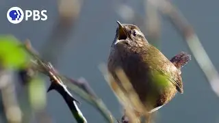 Footage Proves Female Songbirds Can Sing