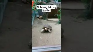 Ang laki ng turtle 😮 late upload #bigturtle #shorts #youtubeshorts