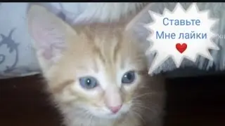 #short новый питомец - котёнок Персик! Подробное видио о котёночке🍑🐱