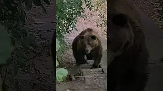 ИГРИВЫЙ БУРЫЙ МЕДВЕДЬ #shortvideo #медведь #подпишись #тайга #опасныйзверь #shorts