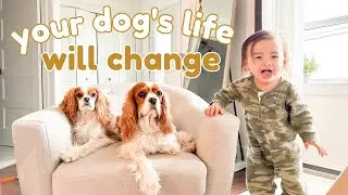How a baby will change your dog's routine | Cavalier King Charles Spaniel