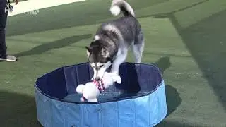 Zorro is the playful pup you've been looking for!