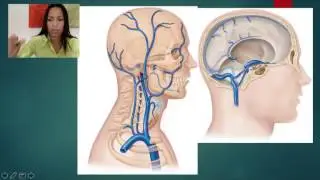 7. Veins draining the Head and Neck