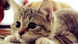 Cats Being Heroes Compilation