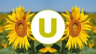 Vocal House | 97oceans feat.  Anvasti - Sunflower Fields | Umusic Records Release