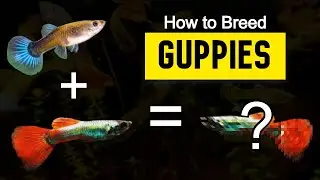 What you NEED to know about GUPPY BREEDING