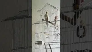 Корелла насвистывает и напевает песни