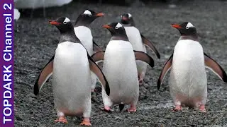 10 Especies de Pinguinos