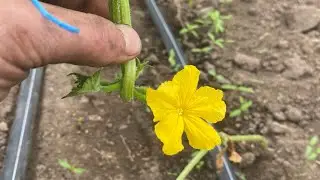 Уход за огурцами после высадки. Удаляем все лишнее.
