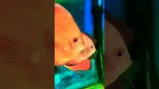 #discusfish