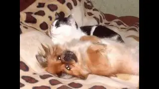 Мои Питомцы