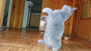 IDOL British Shorthair cat: ACROBAT HD