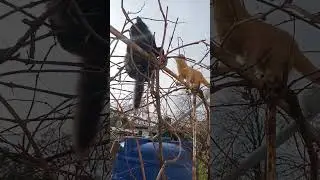 Коты прилетели. #коты