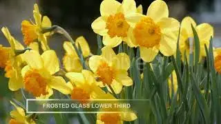 Frosted Glass Lower Third Pack | After Effects Template | Elements