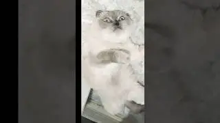 язык не поворачивается😇😁#cat #cuteanimal#котикимилые#юмор#