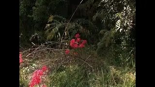 Focused on Mississippi: Hummingbirds in the Fall