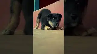 Cute Puppy 😍 