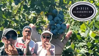 U-Pick Blueberries in Santa Maria, Cali with the fam