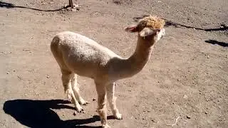 Hi!🙂Здрасти! #animals #new #babyanimals #bulgaria #cute #alpaca #lama #shorts  #nature #cuteanimals