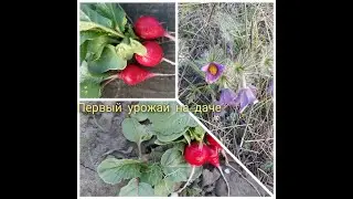 Купили Дачу/Первый урожай на даче :)