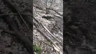 Джек рассел терьер прогулки по барсучьим норам