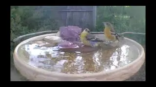 Baltimore oriole fledglings discover the birdbath