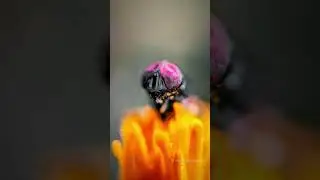 Realme 9 Pro Plus Camera Test | Adcom 15x Macro Lens 
