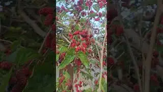 В Мерсине шелковица поспевает 🥰🙏