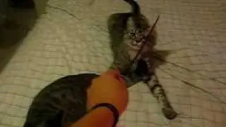 kitty attacks my bed sheets and gets stuck