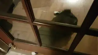 Funny cat's new playmate