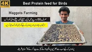 Maggots farming| best feed for Birds| Larva Farming