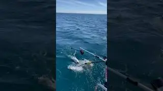 Unexpected Guest while Trout Fishing 