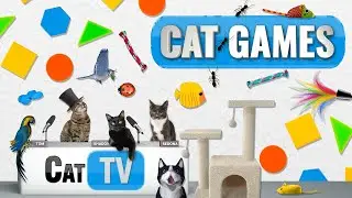 CAT Games | Ultimate Cat TV Compilation Vol 68 | 2 HOURS 🐝🐞🦋🦎🦜🐜🐭🧵