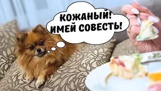 Реакция Шпица на ЕДУ 🐾 Самые голодные собаки