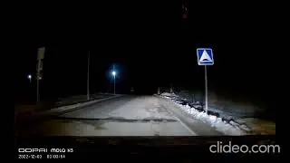Обнаглевшие олени, ничего не боятся