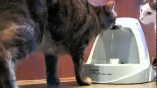 Drinkwell Pet фонтан-поилка для животных в Интернет-зоомагазине ПетСовет http://www.petsovet.ru/