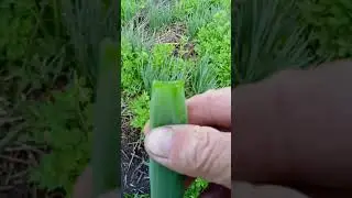 Нахаляву и лук сладкий.
