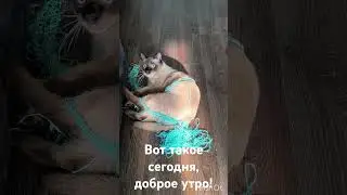 Доброе утро!😀🥴Вот,кто ночью за меня работает!😂😆#вязаниесверой#котики#котиквяжет