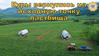 Пастбищные куры - первый круг пройден!