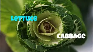 Difference between Lettuce and Cabbage 